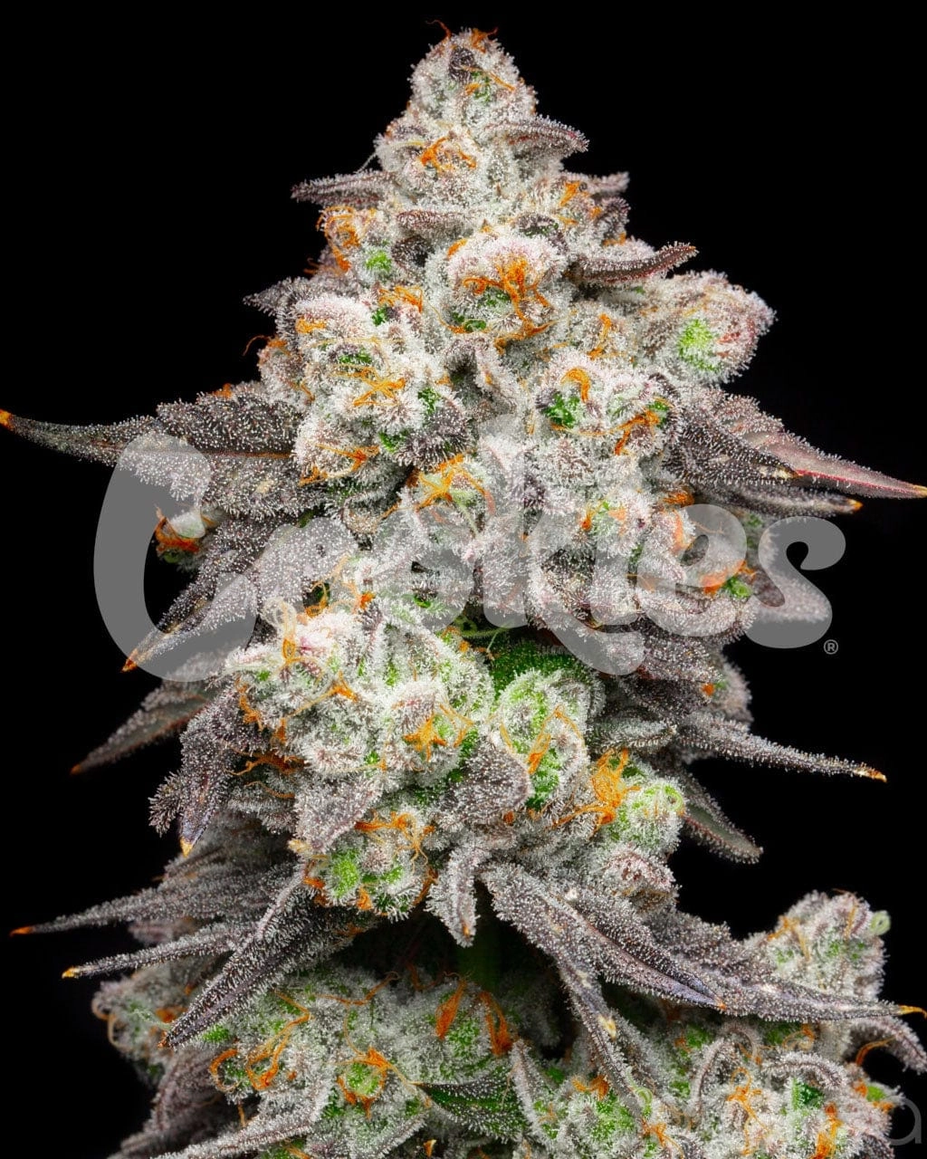 Cookies Cannabis Seeds - Acai Grapes