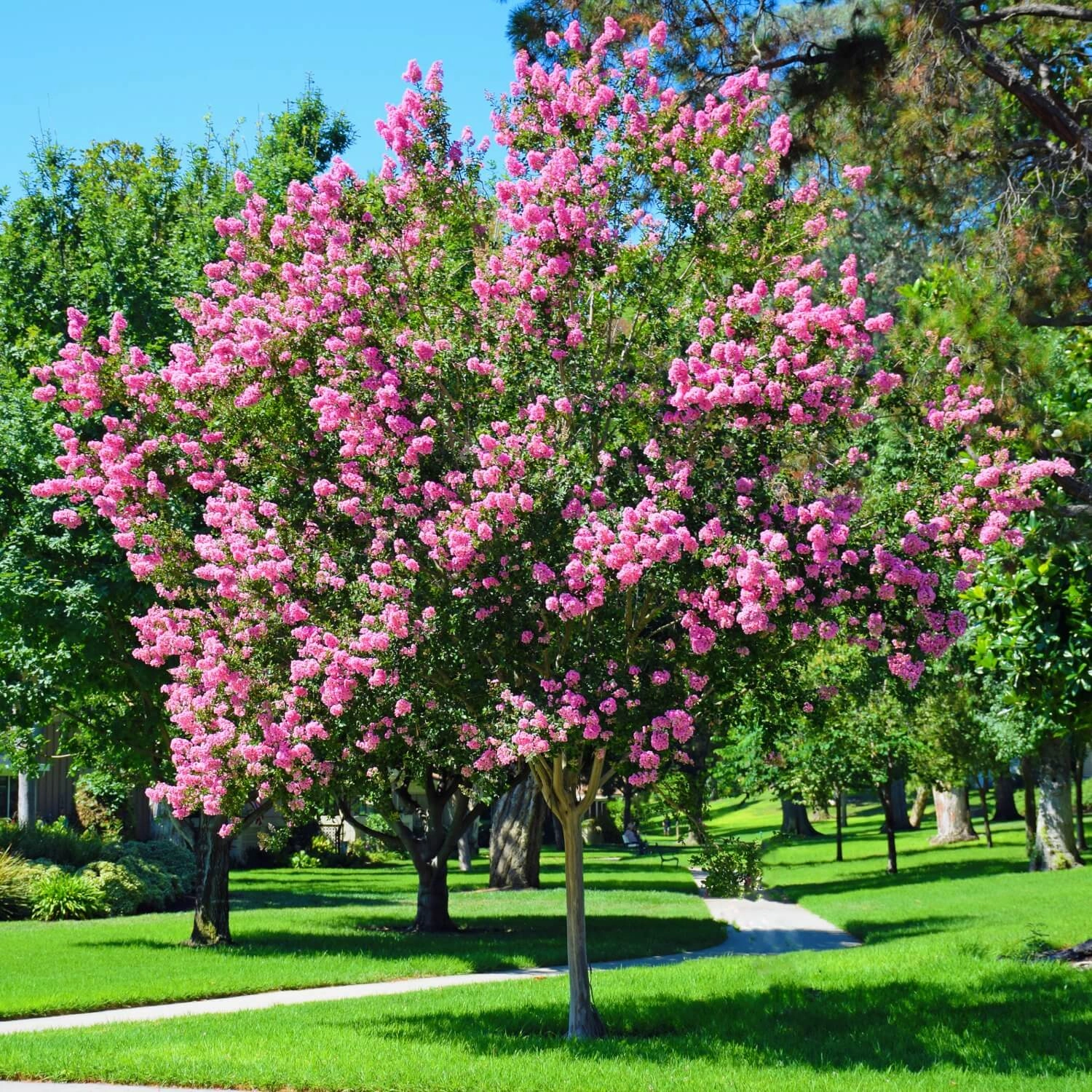 Crape Myrtle (Hopi)