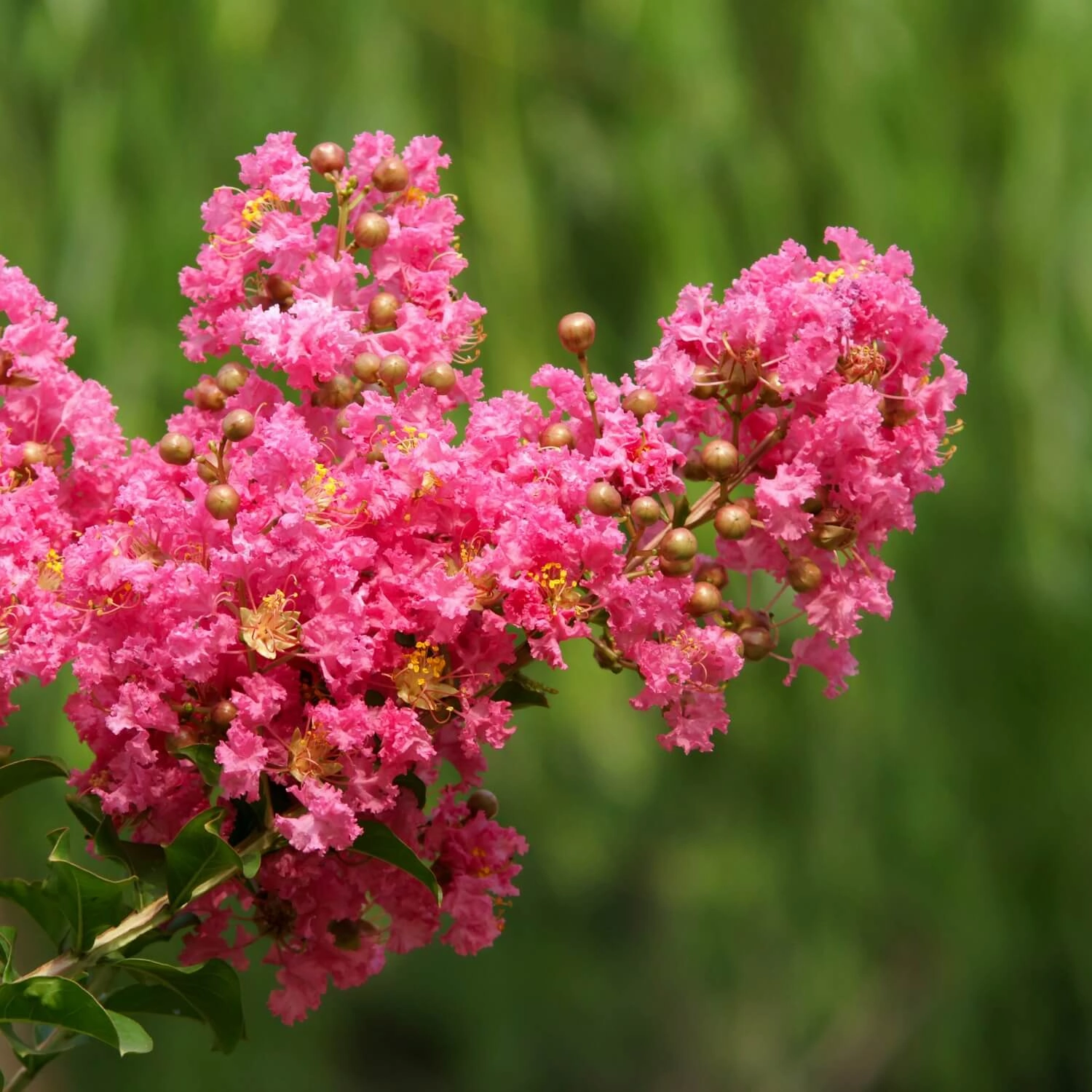 Crape Myrtle (Hopi)