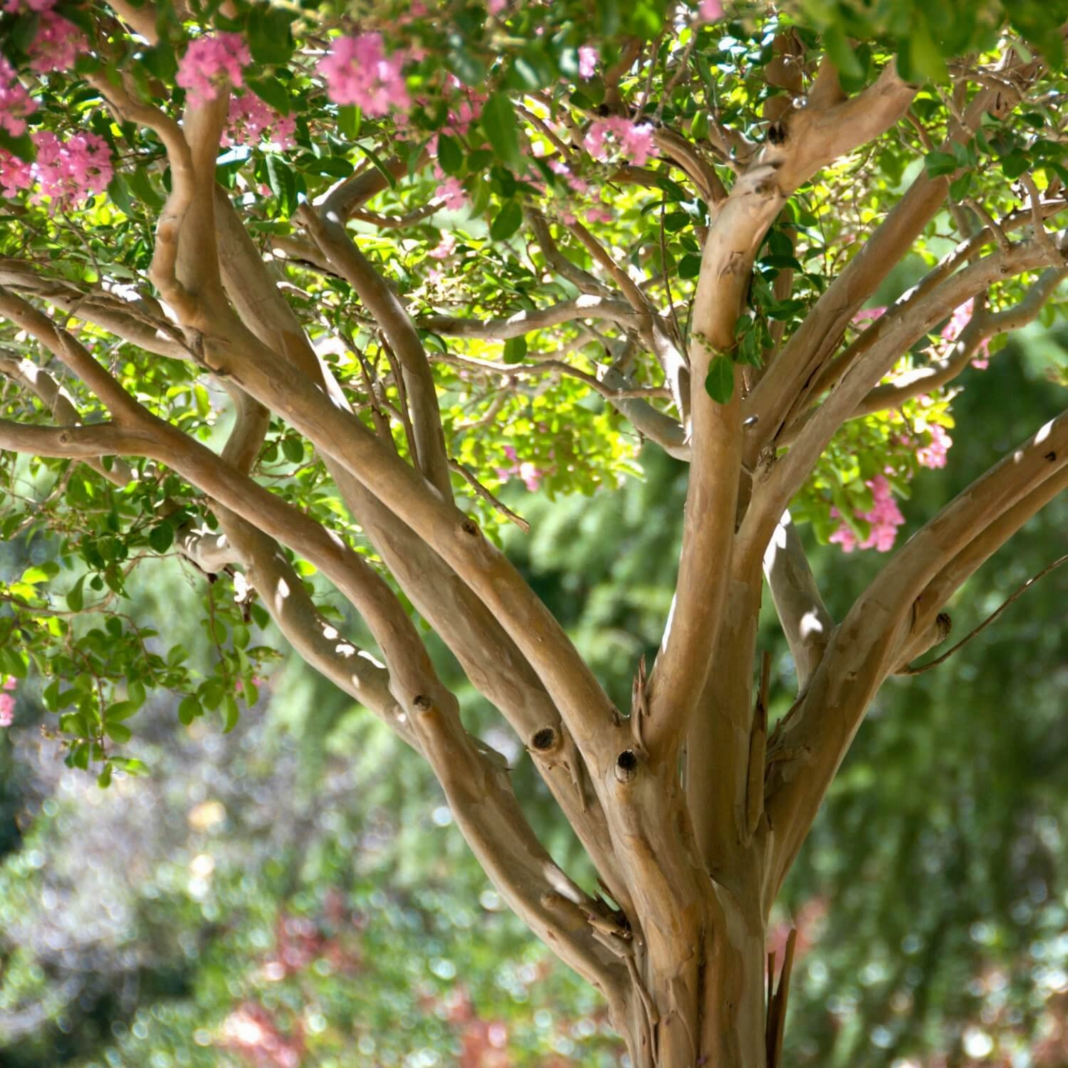 Crape Myrtle (Hopi)