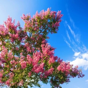 Crape Myrtle (Hopi)