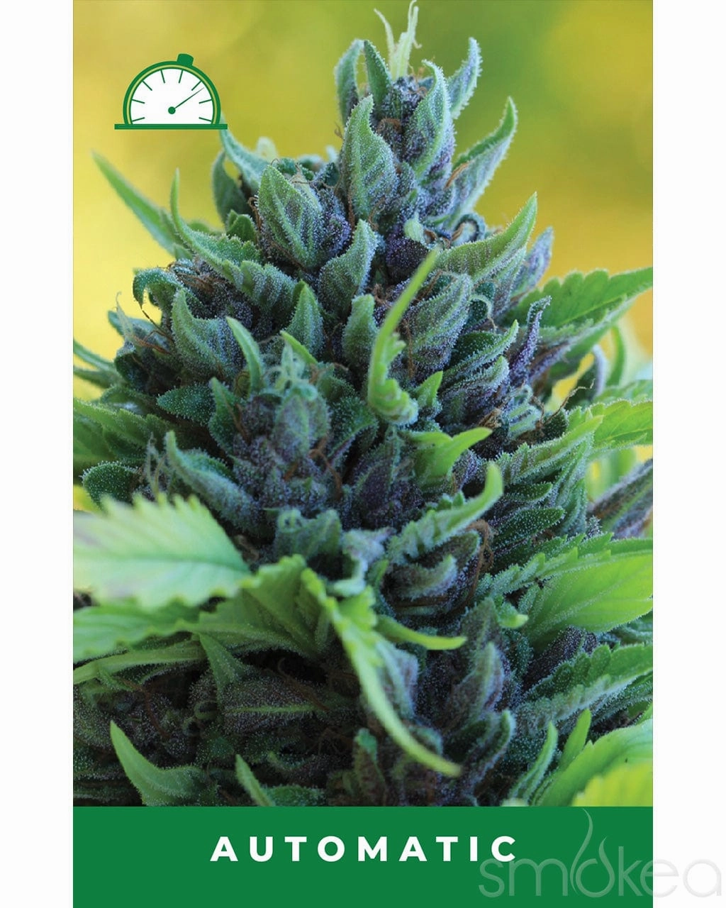 Humboldt Seed Co. Autoflower Cannabis Seeds - Humboldt Dream